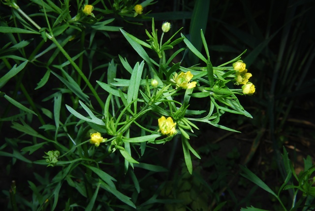 Ranunculus arvensis / Ranuncolo dei campi